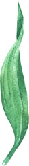 Green Lily Leaf Watercolor Illustration