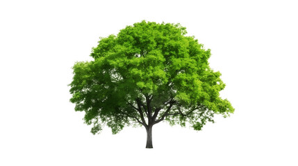 Fototapeta na wymiar Transparent nature's Bounty: Green Growing Tree - Captivating Stock Image for Sale. Transparent background