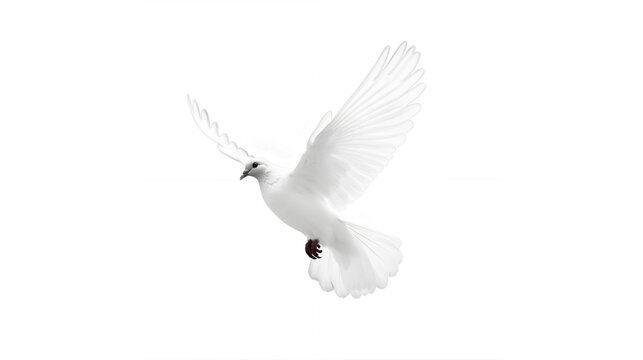Transparent Serenity in Flight: Flying White Dove Captivating Stock Image for Sale. Transparent background