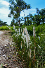 closeup photo of Imperata cylindrica plants or usually called by cogongrass or kunai grass in a meadow on a sunny day