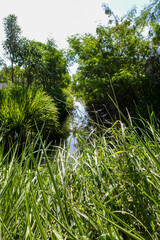 dark green creek in the middle of tall meadows on a sunny day