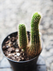 cactus in pot small grow slow bueaty in ceramic pot house garden