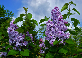Gemeiner Flieder; Syringa vulgaris; common lilac