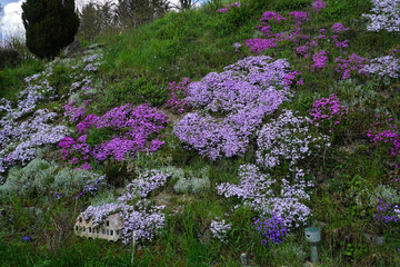Obraz premium Steingarten mit Polsterphlox; Phlox subulata