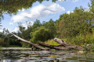 
Photograph of a lake with fallen trees and a sky with clouds