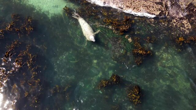 Aerial view of Elephant seal in kelp forest, Cape Town, South Africa.