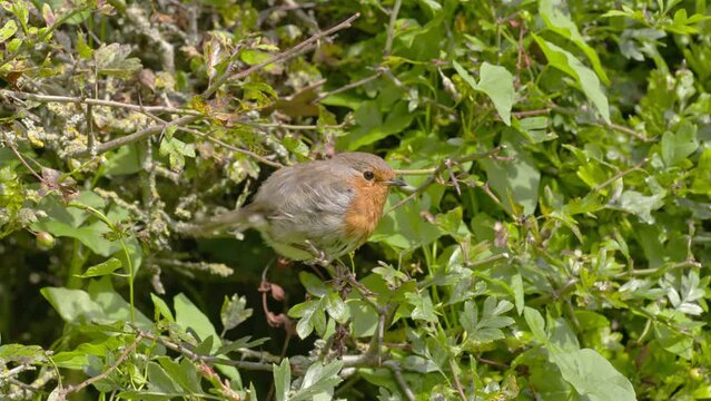 A robin perching on the twig of a hawthorn hedge in which it is nesting