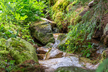 Ruisseau de montagne coulant au milieu d'une forêt