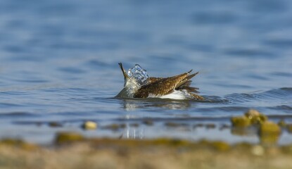 Common Sandpiper (Actitis hypoleucos) is a wetland bird that feeds on mollusks near lakes and streams. It is a common bird in Asia, Europe, Africa and Australia.