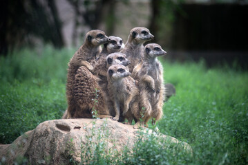 Group of meerkats standing  in a zoologic park