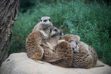 Group of meerkats hugging in a zoologic park
