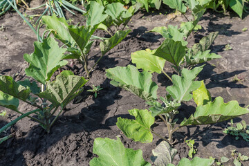 Young plants of eggplant on a field in sunny day