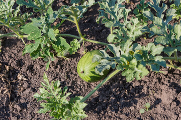 Fototapeta premium Stem of watermelon with leaves and young fruit against soil