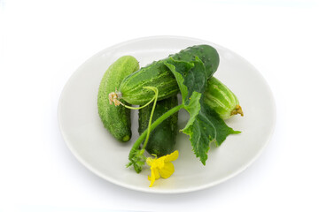 Freshly harvested cucumbers with stem, leaves, flowers on white dish