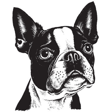 Detailed pen and ink sketch of a black and white Boston Terrier's face. Portrait Illustration. Vector artwork. 