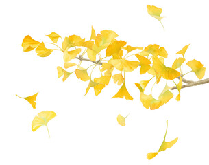 黄色に色づいたイチョウの水彩イラスト。風で散る落ち葉。秋の自然素材。
