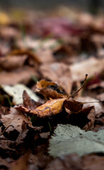Closeup of multicolored brown, yellow dried leaves on ground. Soft focus. Garden lawn covered by dry leaves. Autumn concept. Natural background. Landscape view. Details of nature. Forest scene