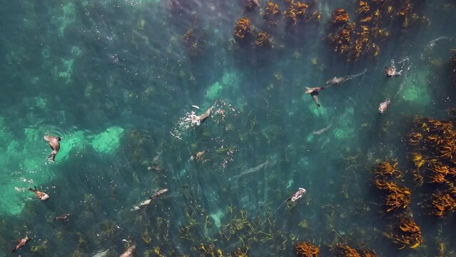 Aerial view of Cape fur seals (Arctocephalus pusillus) swimming off Duiker Island in kelp forest off Hout Bay, Cape Town, South Africa.