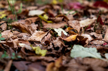 Closeup of multicolored brown, yellow dried leaves on ground. Soft focus. Garden lawn covered by dry leaves. Autumn concept. Natural background. Landscape view. Details of nature. Forest scene