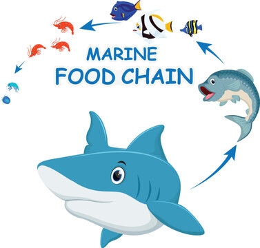 Cartoon marine food chain diagram, plankton, krill, shrimp, herring fish and shark, Isolated on white background