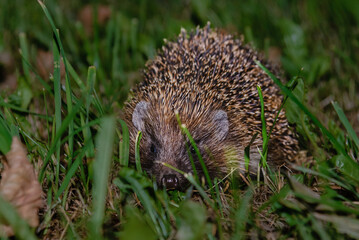 A hedgehog hide in the garden.Hedgehog looking for food.Wildlife in Europe.West european hedgehog,rinaceus europaeus,on a green meadow.Summer night.Closeup.
