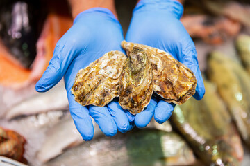 Men's hands in sanitary gloves with fresh oysters. The chef demonstrates shows holding fresh...