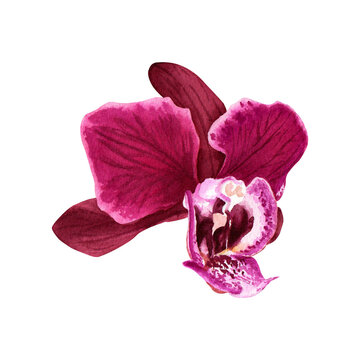 The orchid Phalaenopsis flower blossom from the side. Watercolor illustration for card, invitations