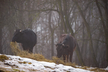 Ruminantia bovidae domestic animals at the farm on a foggy day. Two black cows a bull and a female grazing hay outside on the hill near the forest in winter season
