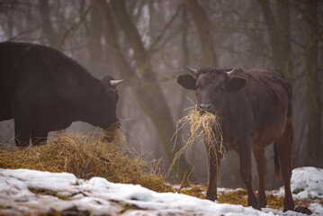 Ruminantia bovidae domestic animals at the farm on a foggy day. Two black cows a bull and a female grazing hay outside on the hill near the forest in winter season