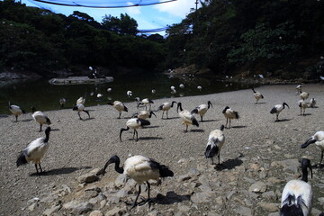 Pictures of animals living in a zoo in Okinawa, Japan