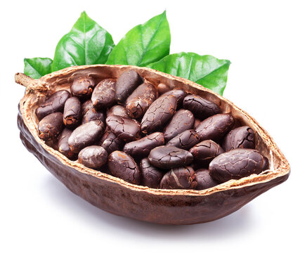 Dried cocoa beans in the half of cocoa pod isolated on white background.