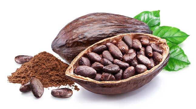 Dried cocoa beans in the half of cocoa pod isolated on white background.
