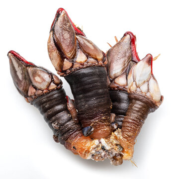 Raw goose barnacles close up isolated on white background. Delicacy food.