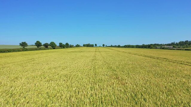 Drone captures view of Scotland's barley fields in East Lothian