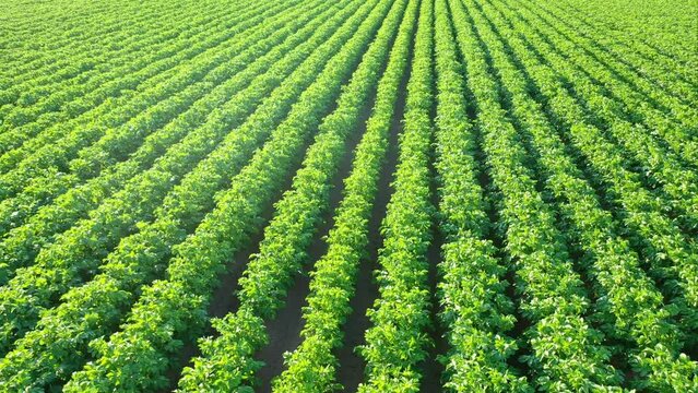 Drone captures aerial view of potato field, Scotland