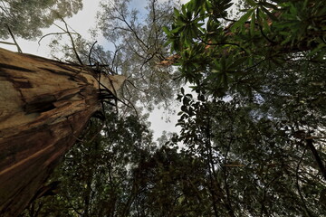 Canopy of tall mountain ash eucalyptus trees -Eucalyptus regnan