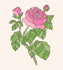 hand drawn botanical vector rose stem rosa centifolia flower vintage illustration