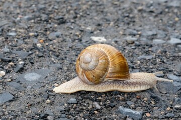 snail on the black sand