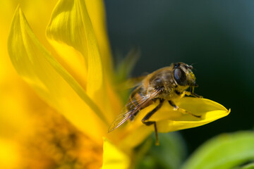 Closeup of a honey bee sitting with pollen in a yellow brilliant sunflower at a summer day