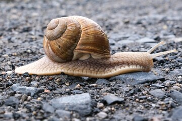 snail on a stone