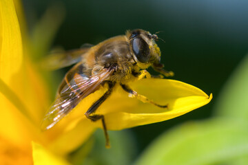 Closeup of a honey bee sitting with pollen in a yellow brilliant sunflower at a summer day