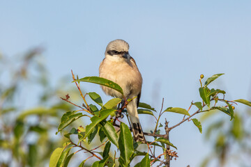 Neuntöter (Laius collurio) oder Rotrückenwürger