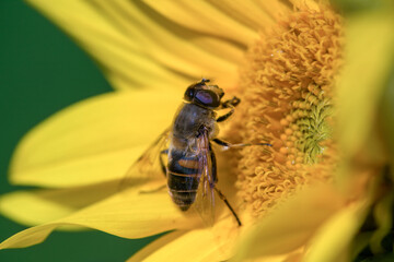 Closeup of a honey bee sitting with pollen in a yellow brilliant sunflower at a summer day