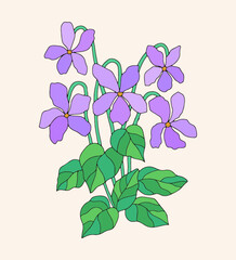 hand drawn botanical vector viola pansy flower illustration