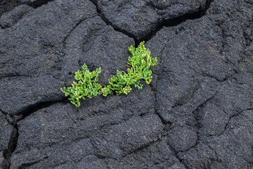 The first vegetation / The first vegetation on a cooled lava field. The volcanic island of Pico is part of the Azores archipelago, Portugal.