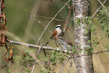 Neuntöter (Laius collurio) oder Rotrückenwürger
