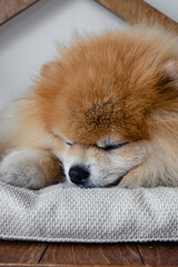 Portrait of a cute, fluffy small pomeranian puppy dog lying and sleeping on the cushion in handmade brown wooden dog house. Feeling tired or bored. Pets indoors, home, lifestyle. Purebred happy dog.