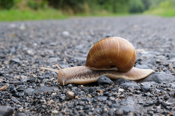 snail on the road
