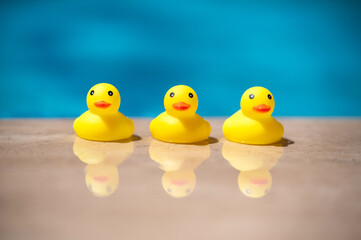 Summer season, the concept of a friends team or family vacation. three yellow rubber ducks near the pool