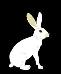 White rabbit vector illustration isolated on black background. Rodent animal symbol. Easter holiday symbol. Hare cute herbivore.